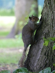 FZ005737 Squirrel in Bute park.jpg